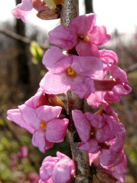 Գայլահատ մահացու - Волчеягодник смертельный - Daphne mezereum L.